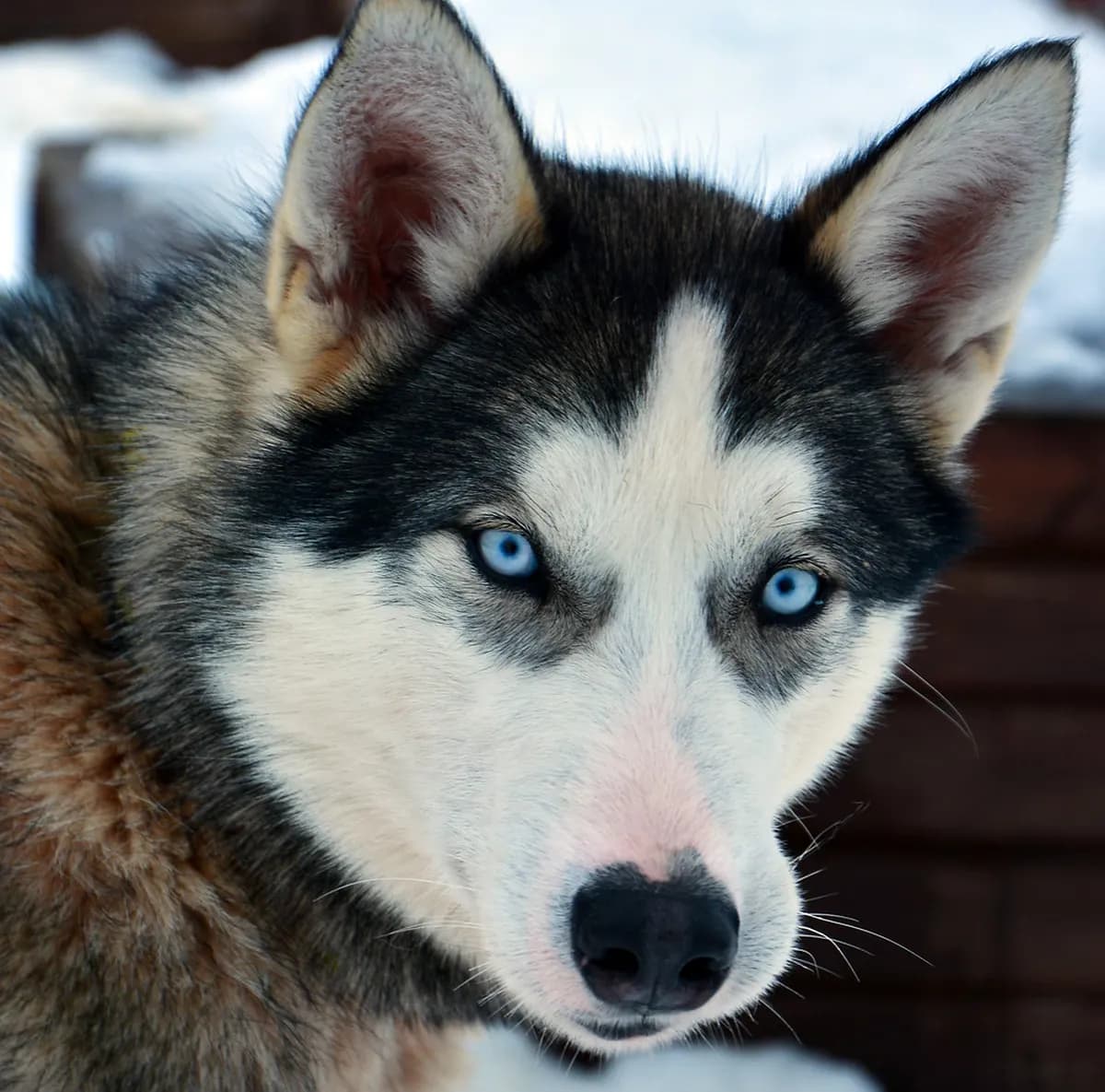 9 Things to Know About Dog Sledding in Tromso